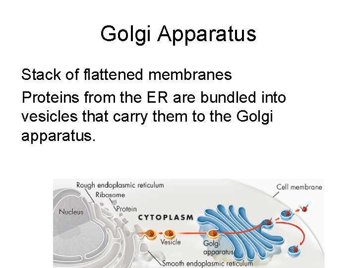 Golgi Apparatus Stack of flattened membranes Proteins from the ER are bundled into vesicles