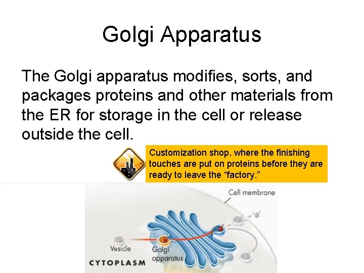 Golgi Apparatus The Golgi apparatus modifies, sorts, and packages proteins and other materials from