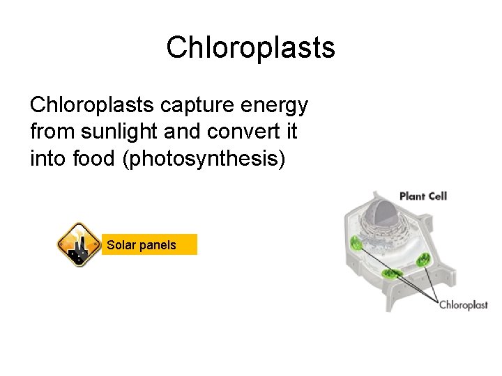 Chloroplasts capture energy from sunlight and convert it into food (photosynthesis) Solar panels 