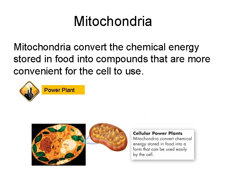 Mitochondria convert the chemical energy stored in food into compounds that are more convenient