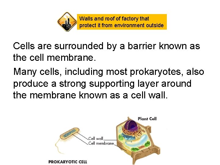 Walls and roof of factory that protect it from environment outside Cells are surrounded