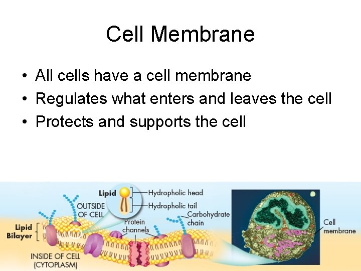 Cell Membrane • All cells have a cell membrane • Regulates what enters and