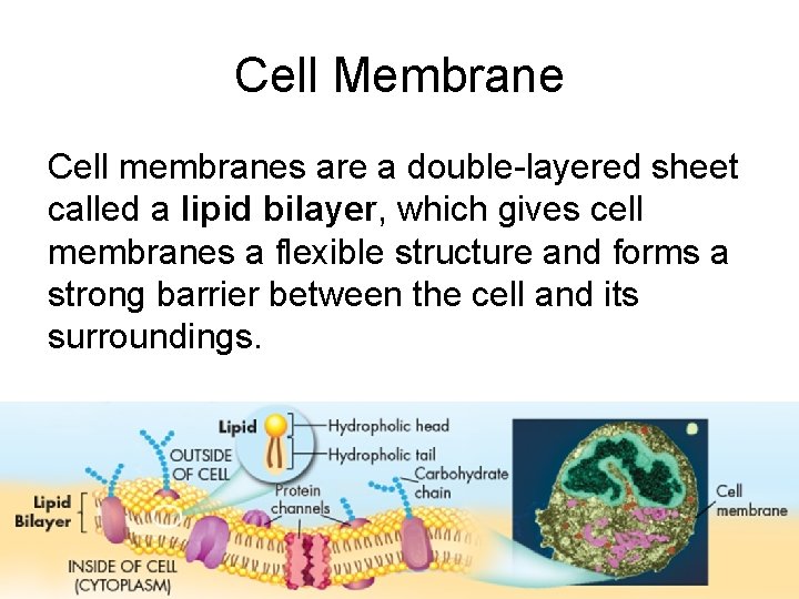 Cell Membrane Cell membranes are a double-layered sheet called a lipid bilayer, which gives