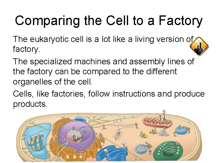 Comparing the Cell to a Factory The eukaryotic cell is a lot like a