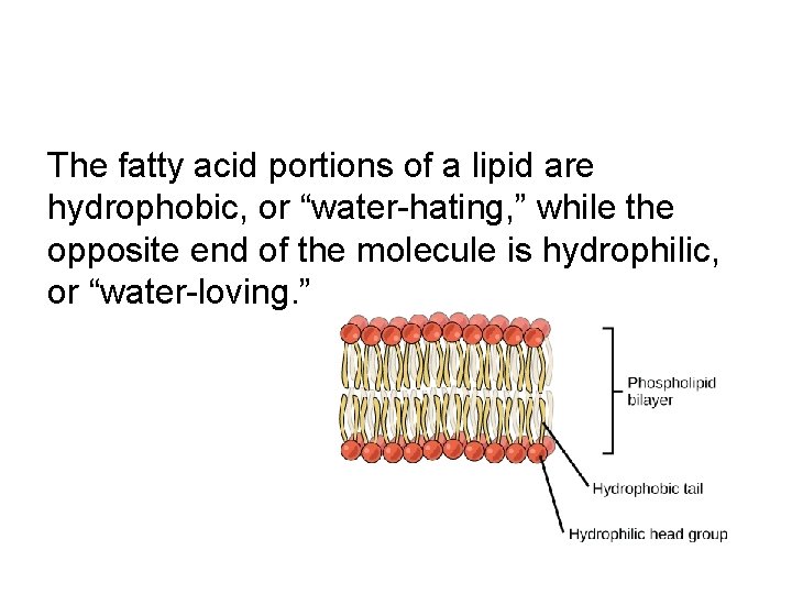 The fatty acid portions of a lipid are hydrophobic, or “water-hating, ” while the