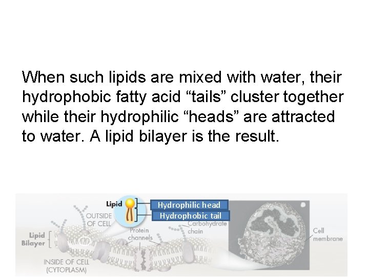 When such lipids are mixed with water, their hydrophobic fatty acid “tails” cluster together