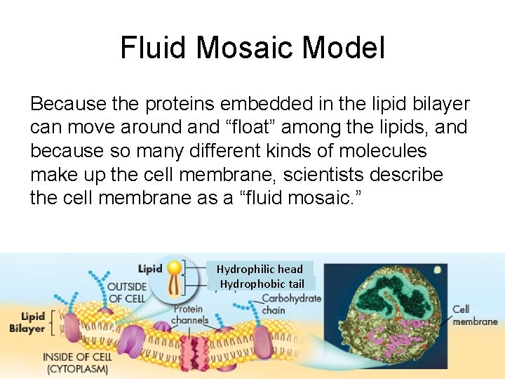 Fluid Mosaic Model Because the proteins embedded in the lipid bilayer can move around