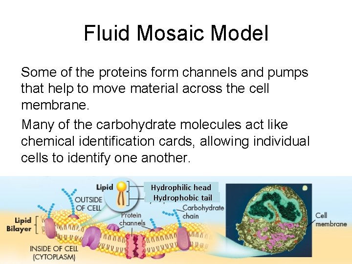 Fluid Mosaic Model Some of the proteins form channels and pumps that help to