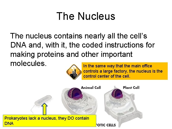 The Nucleus The nucleus contains nearly all the cell’s DNA and, with it, the