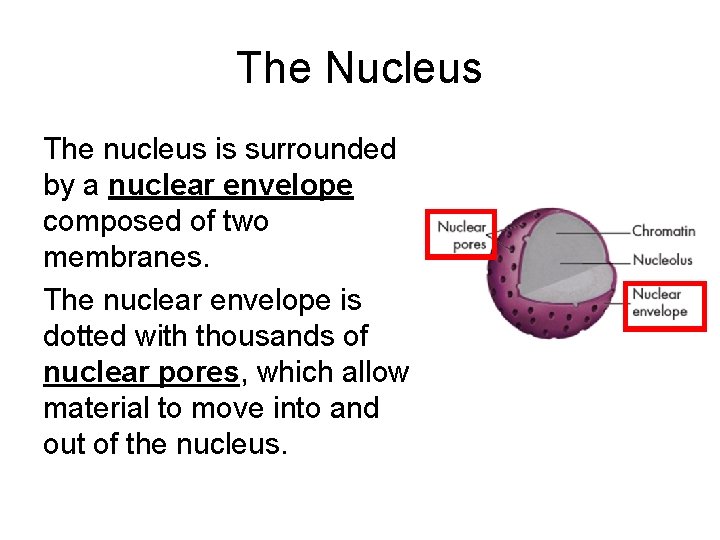 The Nucleus The nucleus is surrounded by a nuclear envelope composed of two membranes.