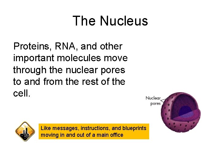 The Nucleus Proteins, RNA, and other important molecules move through the nuclear pores to