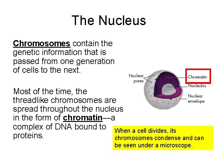 The Nucleus Chromosomes contain the genetic information that is passed from one generation of