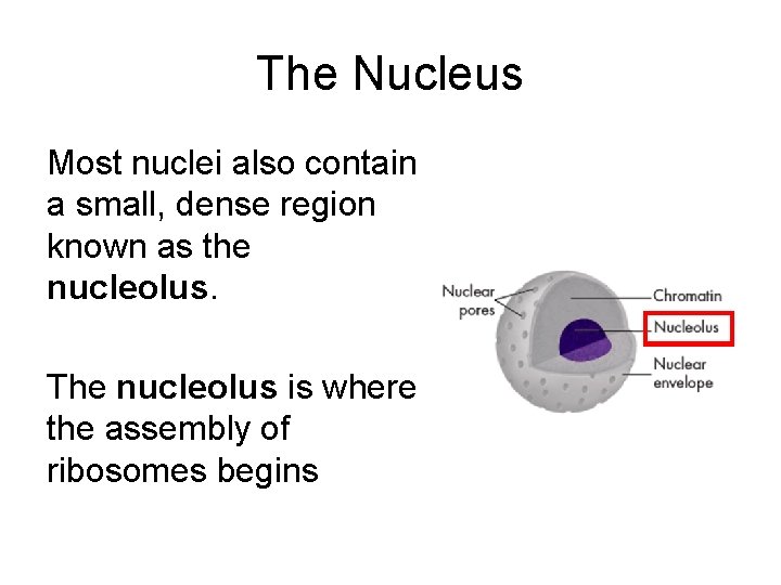 The Nucleus Most nuclei also contain a small, dense region known as the nucleolus.