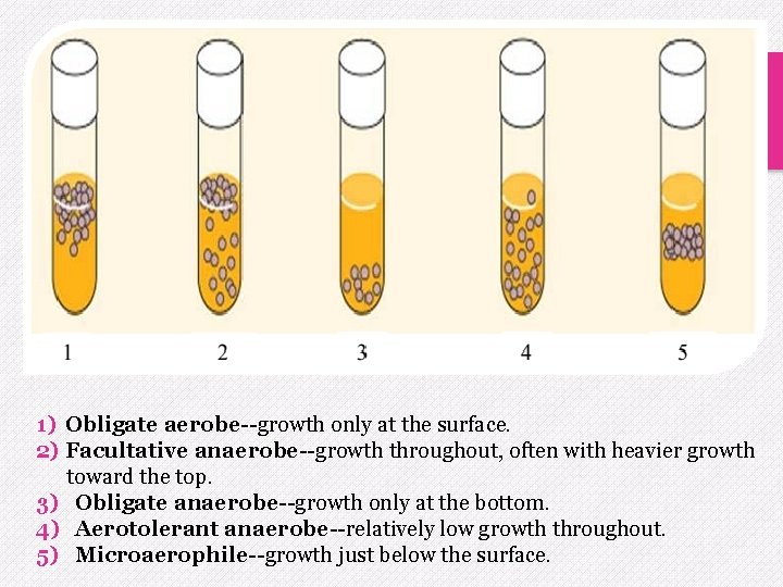 1) Obligate aerobe--growth only at the surface. 2) Facultative anaerobe--growth throughout, often with heavier