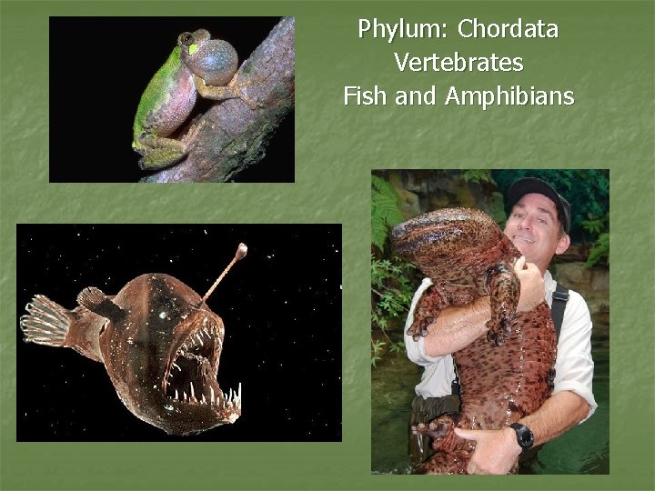 Phylum: Chordata Vertebrates Fish and Amphibians 