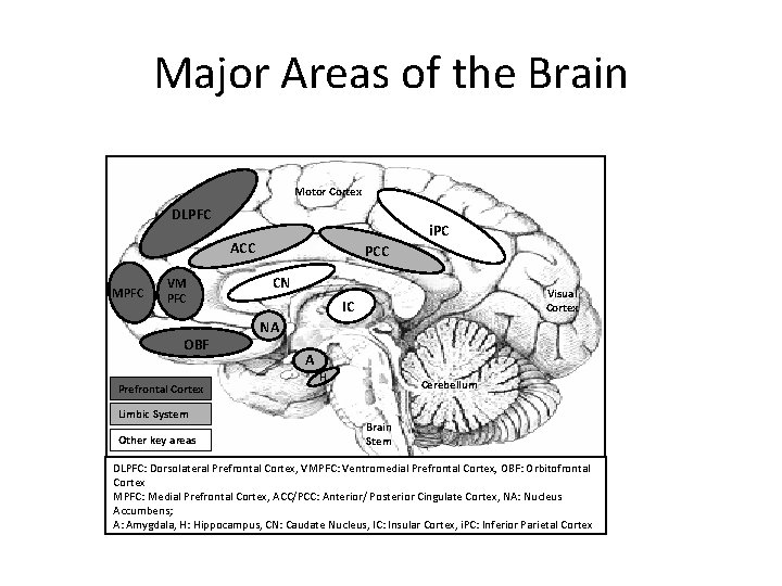 Major Areas of the Brain Motor Cortex DLPFC i. PC ACC MPFC VM PFC Major Areas of the Brain Motor Cortex DLPFC i. PC ACC MPFC VM PFC