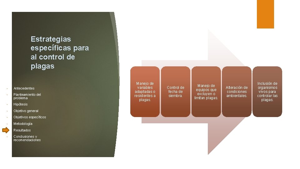 Estrategias específicas para al control de plagas • Antecedentes • Planteamiento del problema •