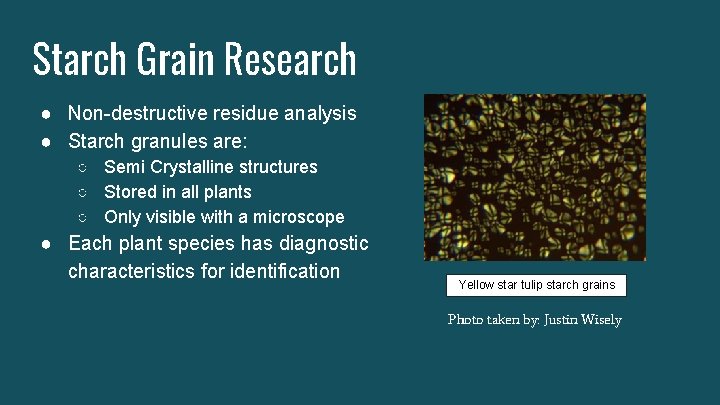 Starch Grain Research ● Non-destructive residue analysis ● Starch granules are: ○ Semi Crystalline