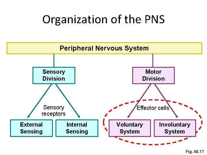 Organization of the PNS Peripheral Nervous System Sensory Division Motor Division Sensory receptors Effector