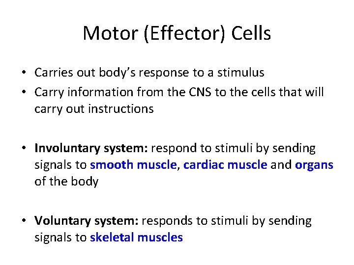 Motor (Effector) Cells • Carries out body’s response to a stimulus • Carry information