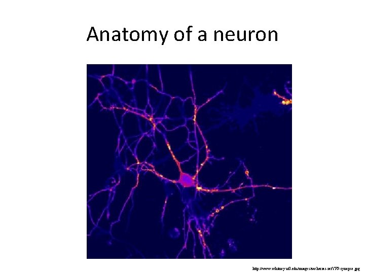Anatomy of a neuron http: //www. whitney. ufl. edu/images/zacharias-rat. YFP-synapse. jpg 