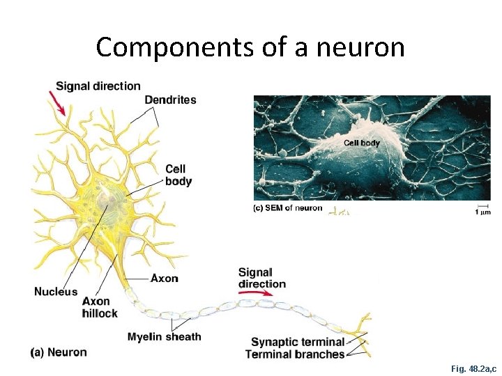 Components of a neuron Fig. 48. 2 a, c 