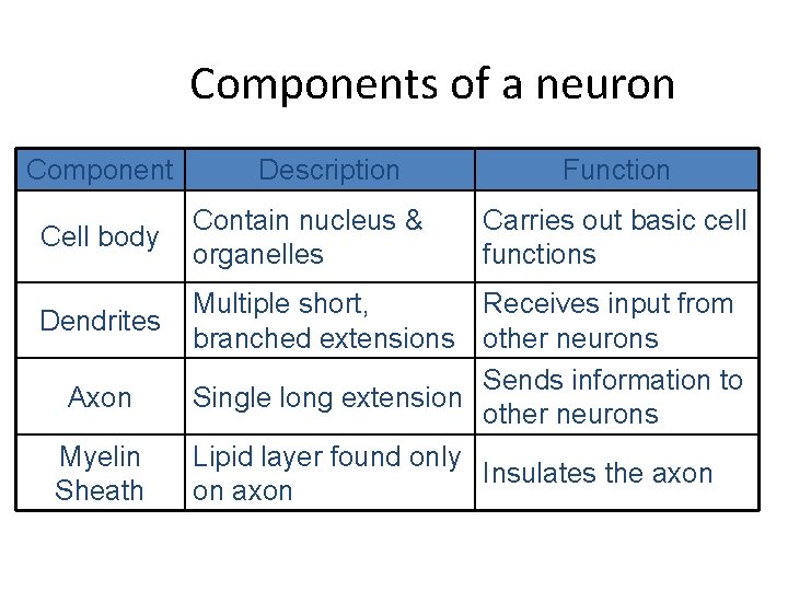 Components of a neuron Component Cell body Dendrites Axon Myelin Sheath Description Contain nucleus