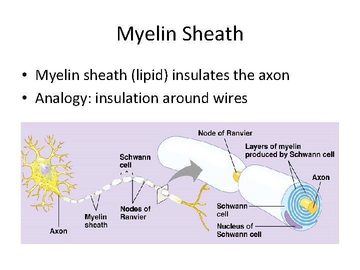 Myelin Sheath • Myelin sheath (lipid) insulates the axon • Analogy: insulation around wires