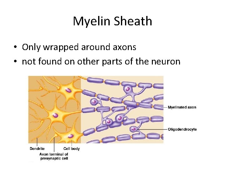 Myelin Sheath • Only wrapped around axons • not found on other parts of