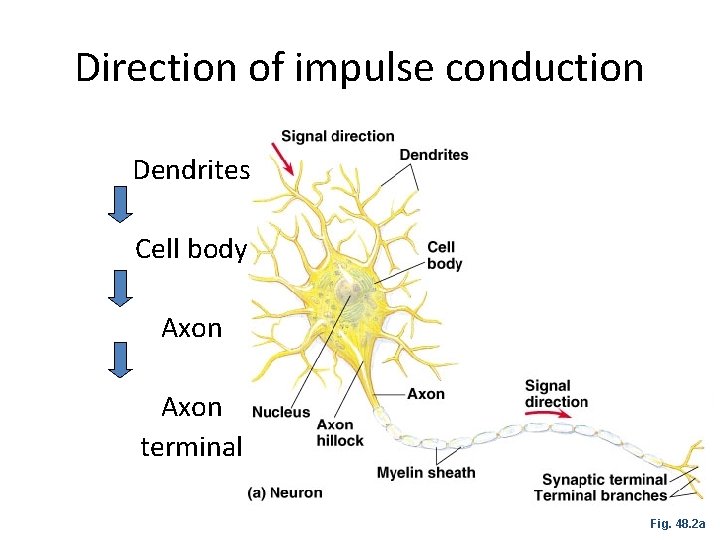 Direction of impulse conduction Dendrites Cell body Axon terminal Fig. 48. 2 a 