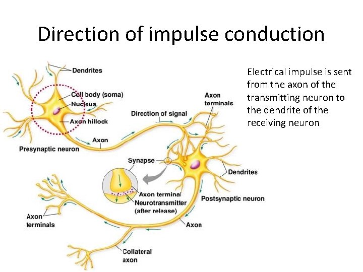 Direction of impulse conduction Electrical impulse is sent from the axon of the transmitting