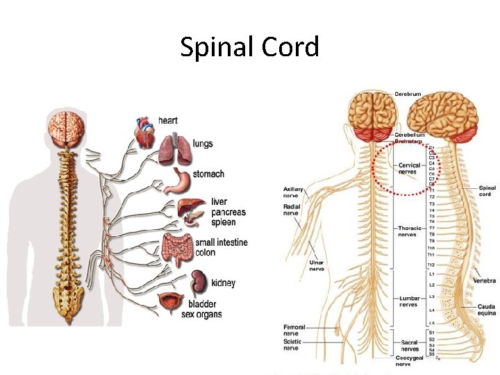 Spinal Cord 