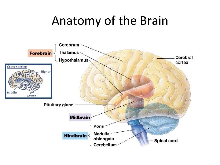 Anatomy of the Brain 