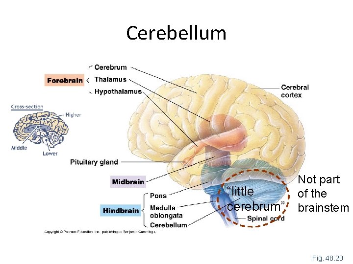 Cerebellum “little cerebrum” Not part of the brainstem Fig. 48. 20 