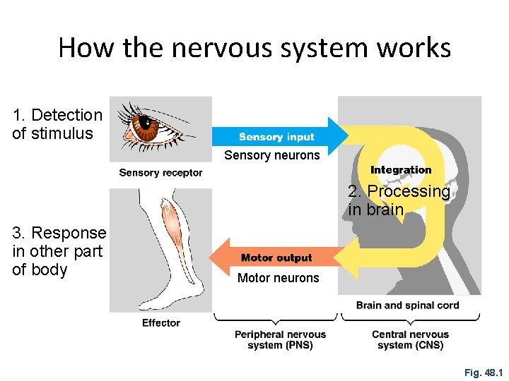 How the nervous system works 1. Detection of stimulus Sensory neurons 2. Processing in