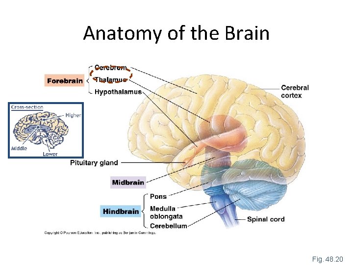 Anatomy of the Brain Fig. 48. 20 