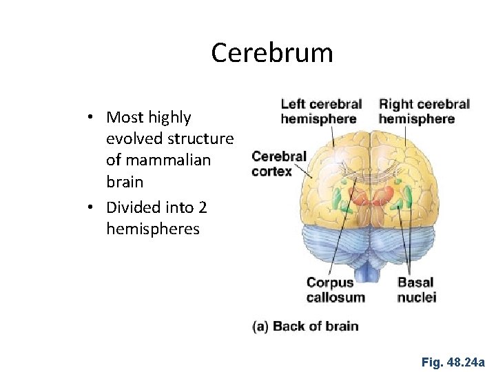 Cerebrum • Most highly evolved structure of mammalian brain • Divided into 2 hemispheres