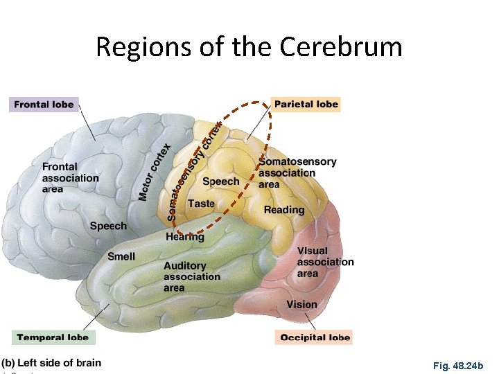 Regions of the Cerebrum Fig. 48. 24 b 