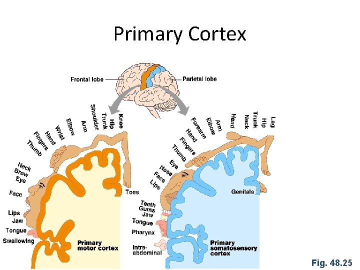 Primary Cortex Fig. 48. 25 