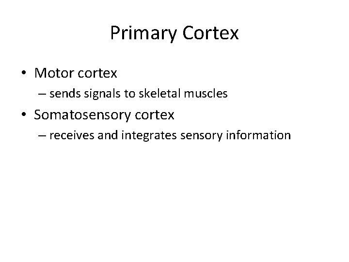 Primary Cortex • Motor cortex – sends signals to skeletal muscles • Somatosensory cortex