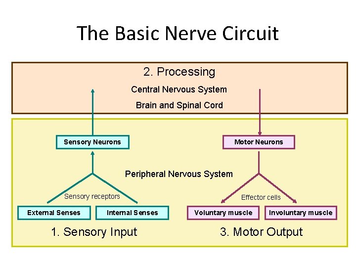 The Basic Nerve Circuit 2. Processing Central Nervous System Brain and Spinal Cord Sensory