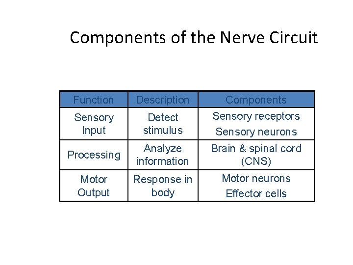 Components of the Nerve Circuit Function Description Components Sensory Input Detect stimulus Sensory receptors