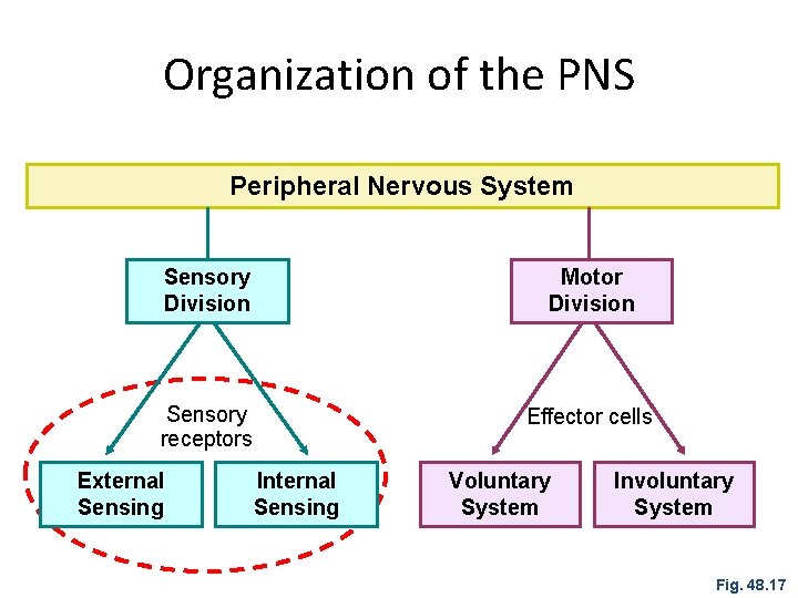 Organization of the PNS Peripheral Nervous System Sensory Division Motor Division Sensory receptors Effector