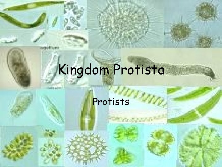 Kingdom Protista Protists 