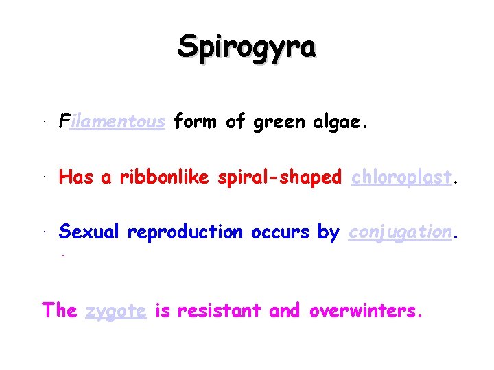 Spirogyra · Filamentous form of green algae. · Has a ribbonlike spiral-shaped chloroplast. ·