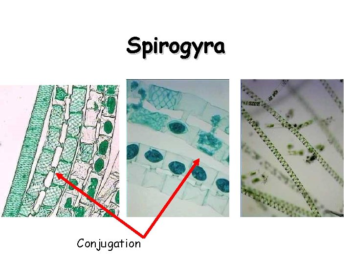 Spirogyra Conjugation 