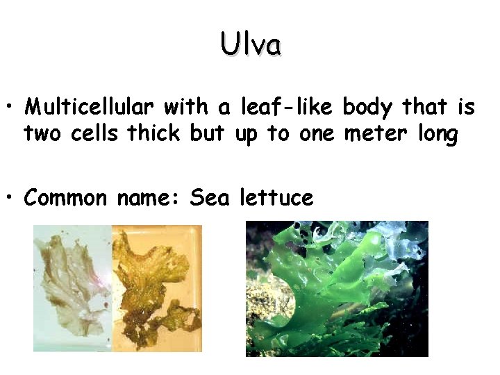 Ulva • Multicellular with a leaf-like body that is two cells thick but up