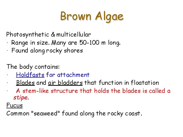 Brown Algae Photosynthetic & multicellular · Range in size. Many are 50 -100 m