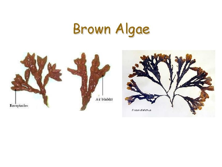 Brown Algae 