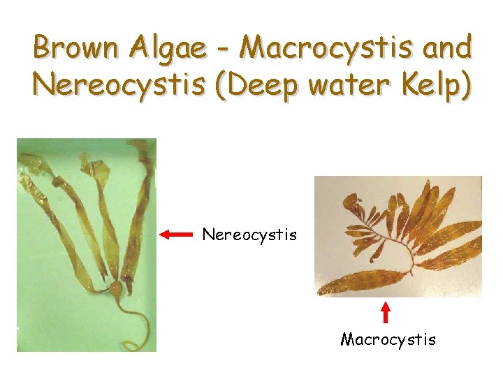 Brown Algae - Macrocystis and Nereocystis (Deep water Kelp) Nereocystis Macrocystis 